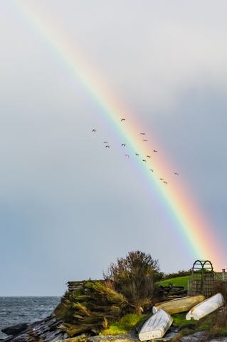 Orlebar Rainbow