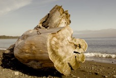 log on beach