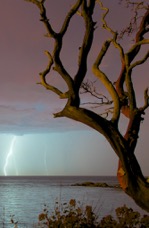 arbutus in lightning