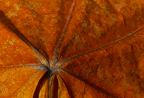 leaf motif 2