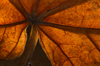 leaf motif 3